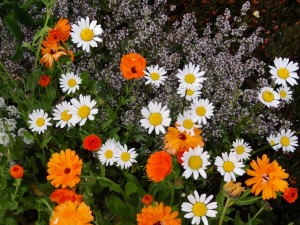 frontflowers_jpg